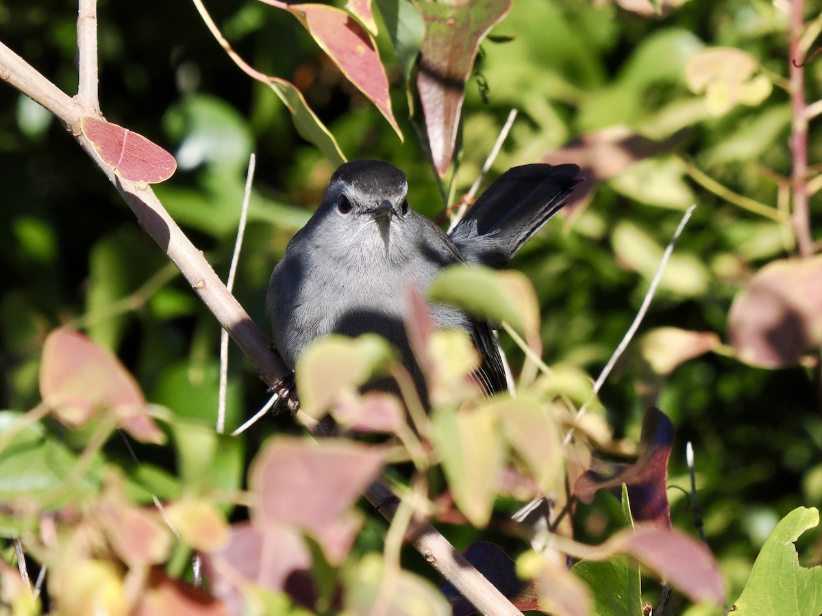 ימימן אמריקני - ML646998312