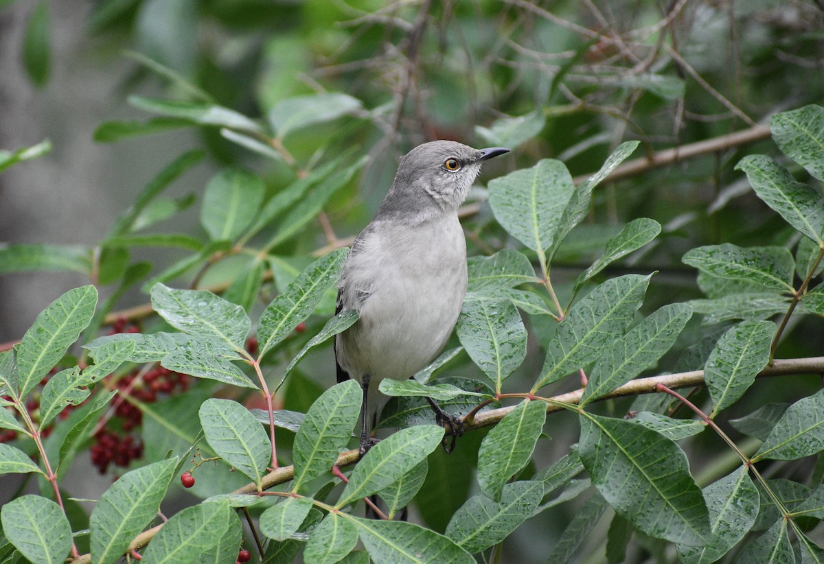 Northern Mockingbird - ML646998313
