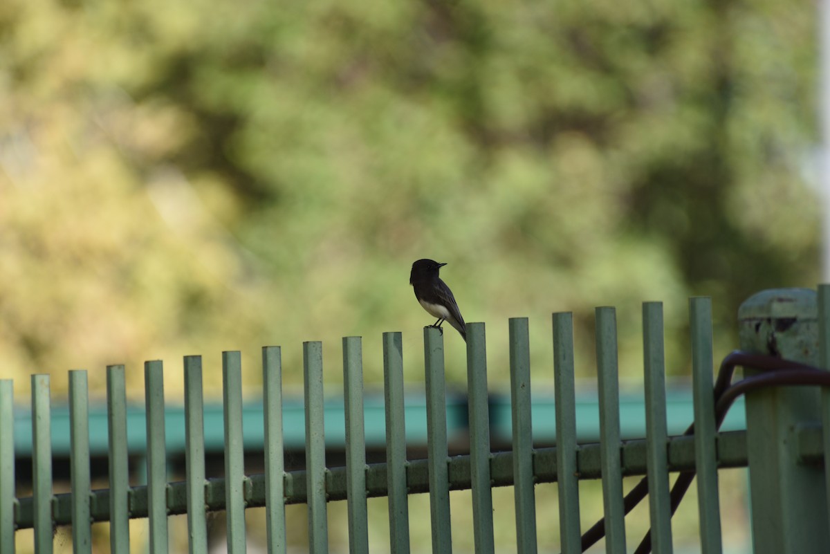 Black Phoebe - ML646998320