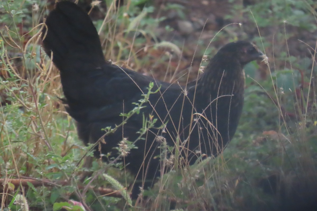 Gallo Bankiva - ML646998328