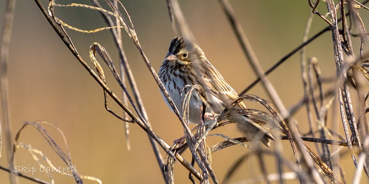 Savannah Sparrow - ML646998331