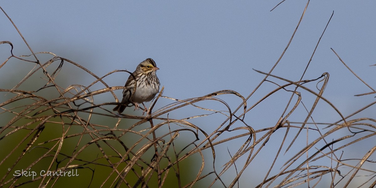 Savannah Sparrow - ML646998332