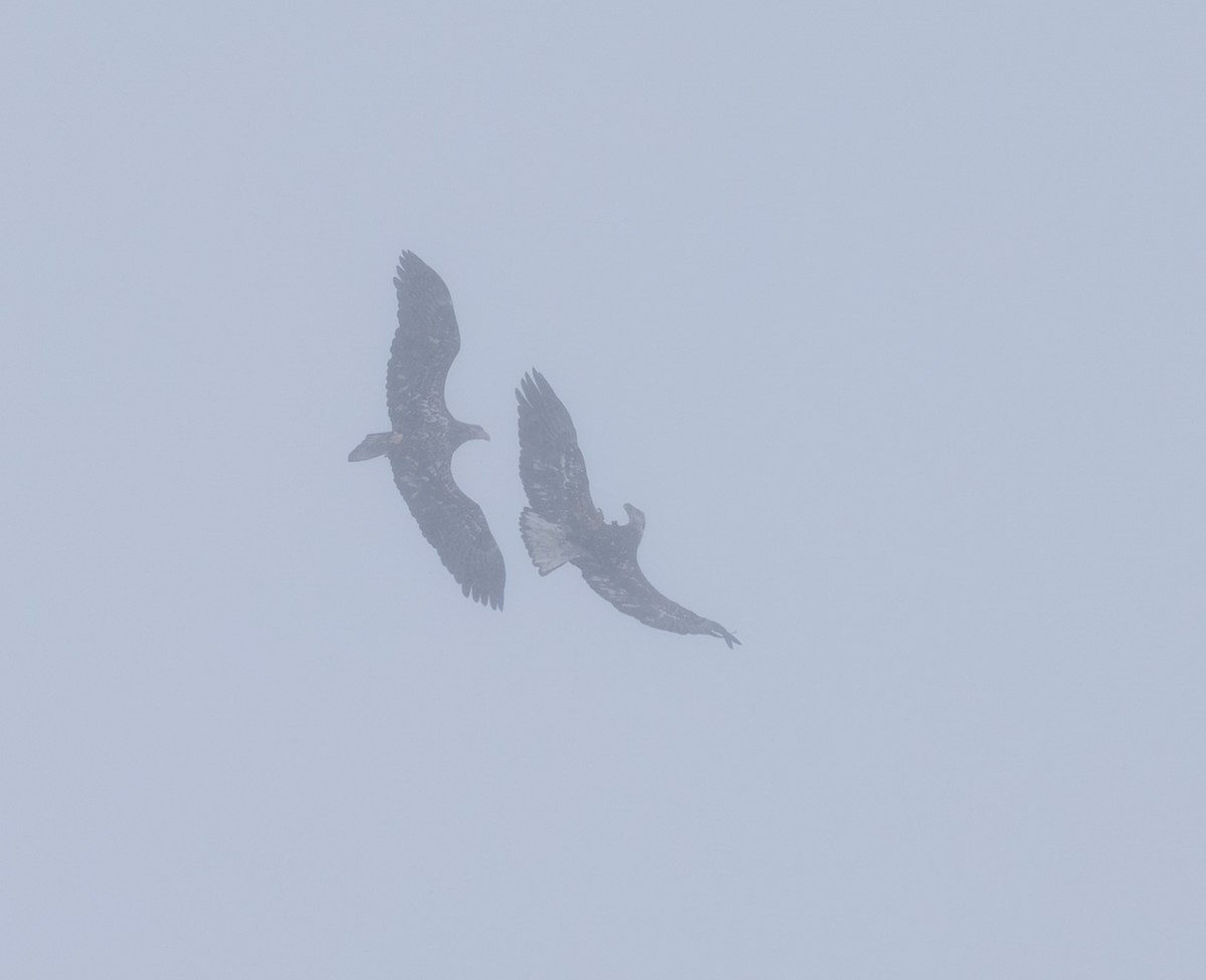 Pigargo Americano - ML646998338