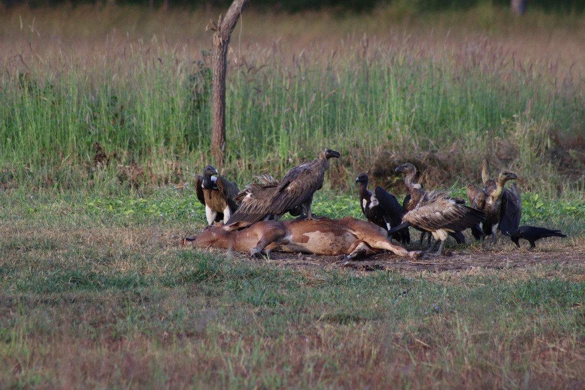White-rumped Vulture - ML646998354