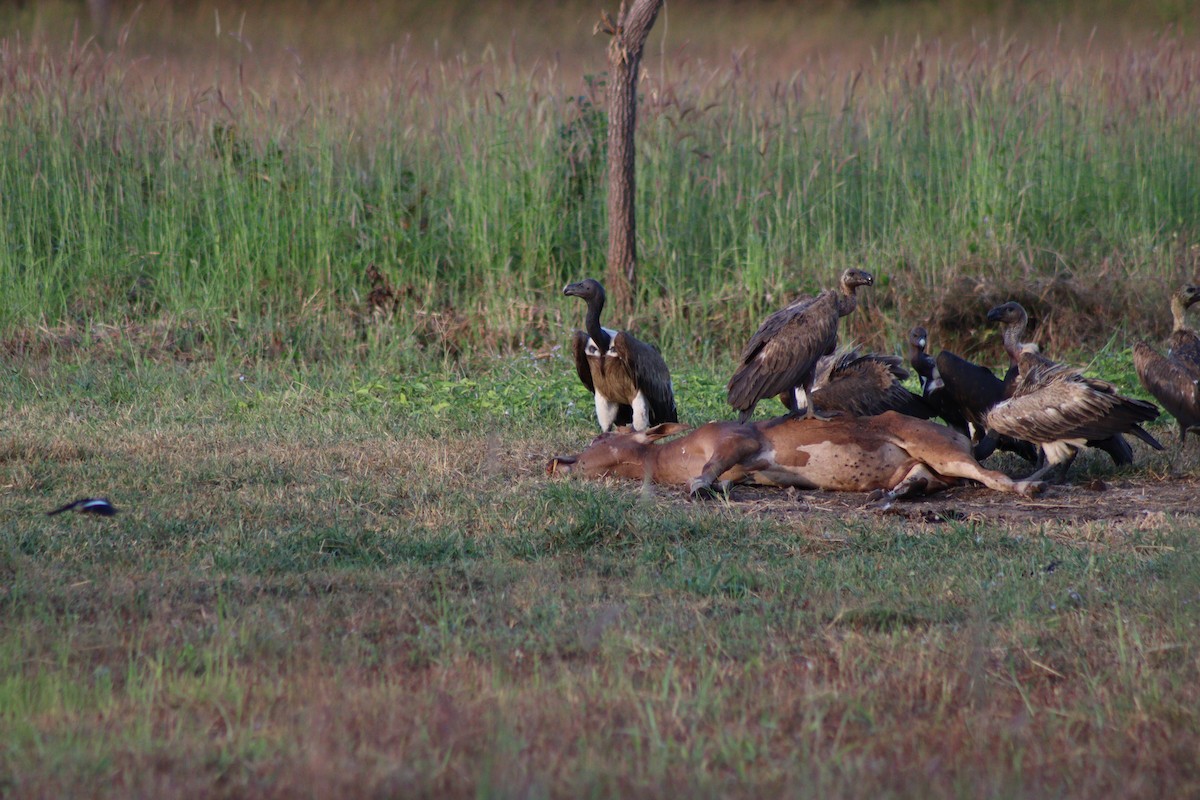 Slender-billed Vulture - ML646998359