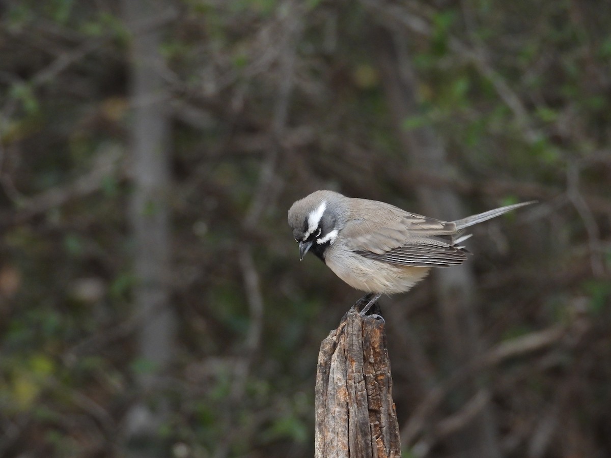 Black-throated Sparrow - ML646998366