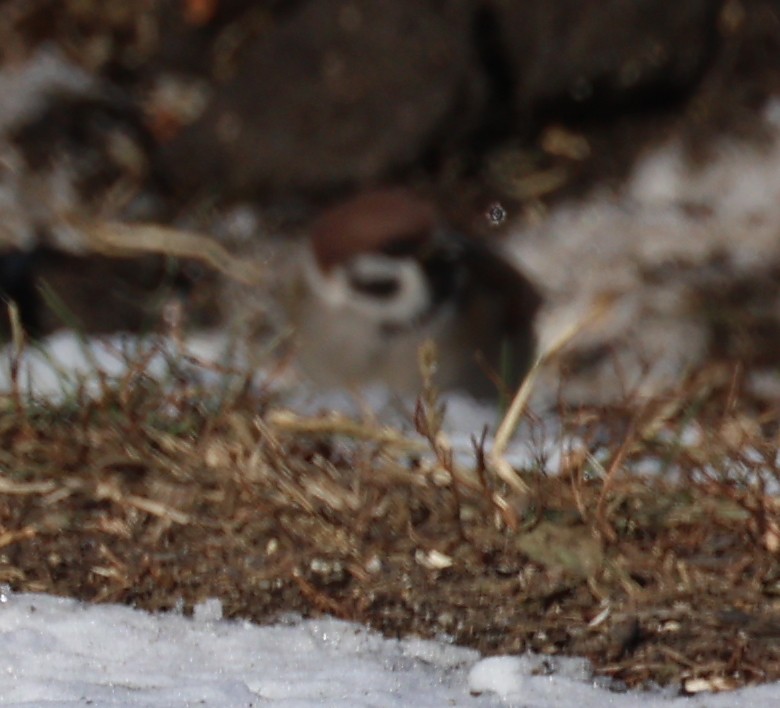 Eurasian Tree Sparrow - ML646998368