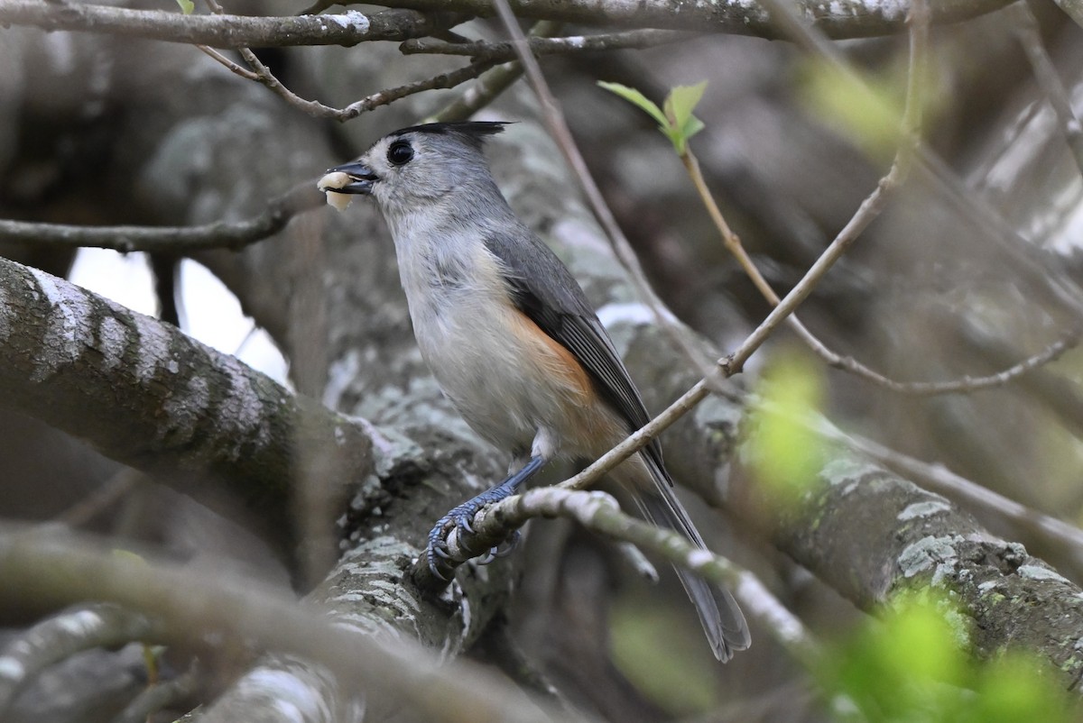 sýkora černochocholatá - ML646998370