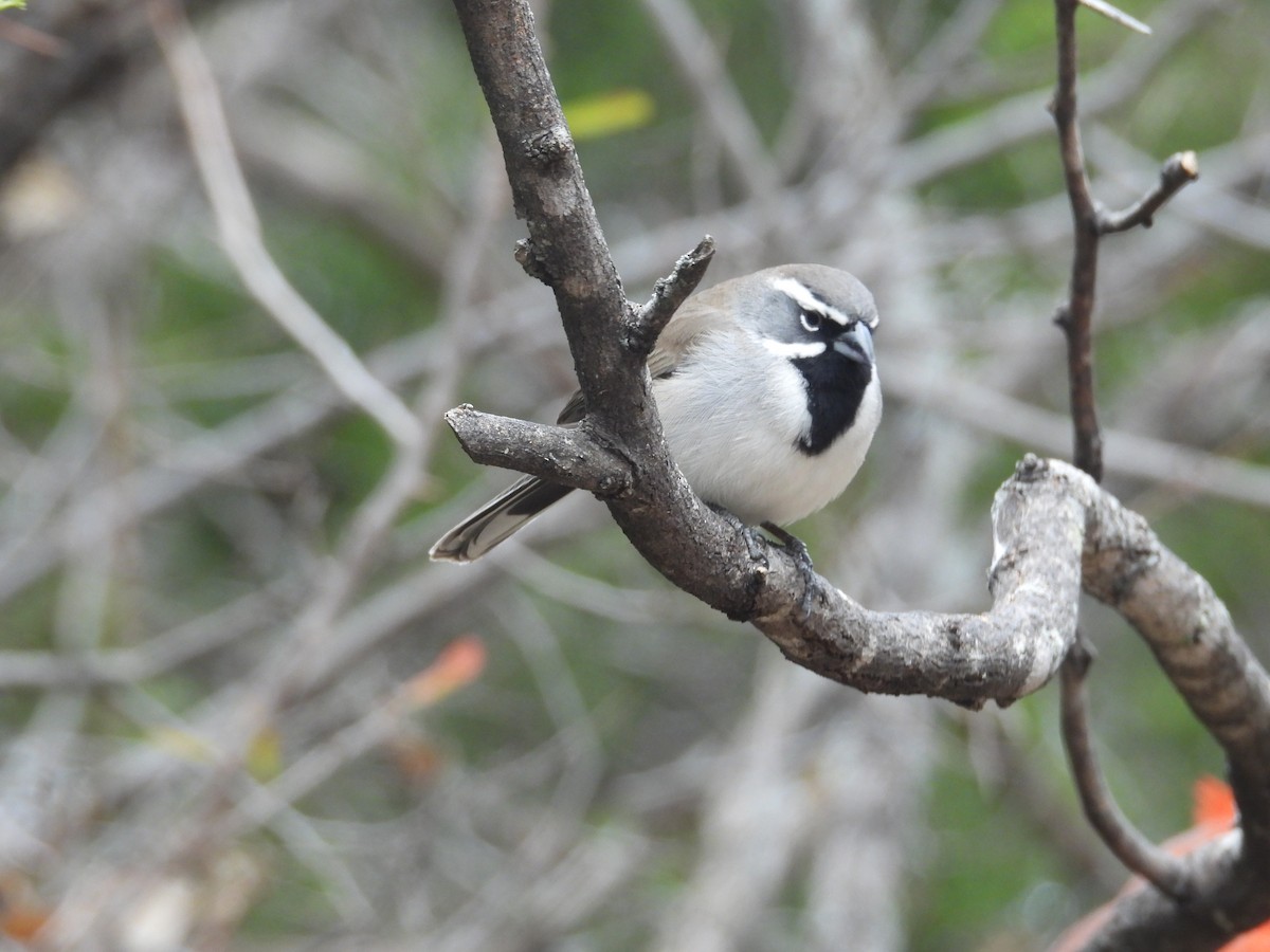 Black-throated Sparrow - ML646998383