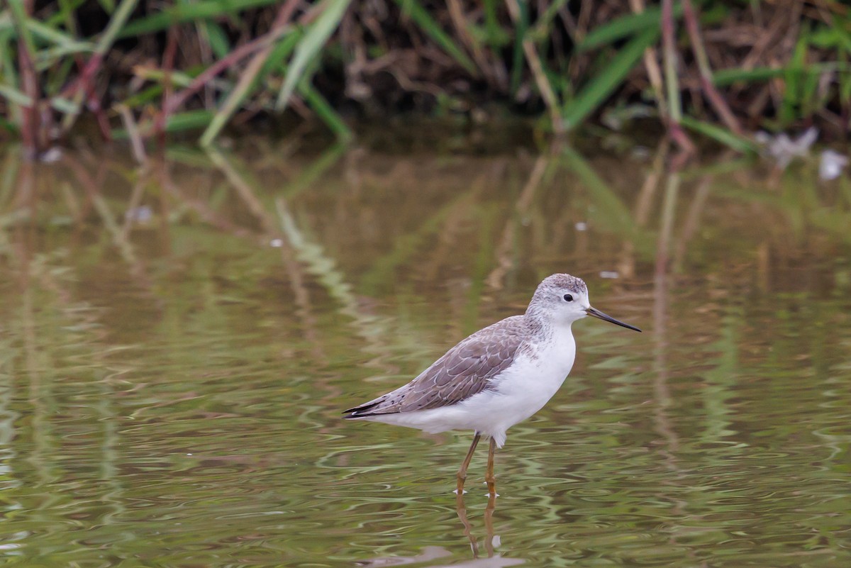 Albastrello - ML646998386