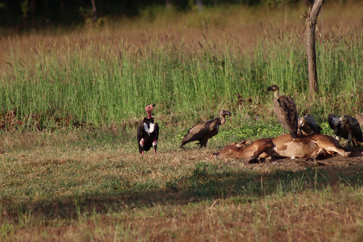 Kızıl Başlı Akbaba - ML646998393