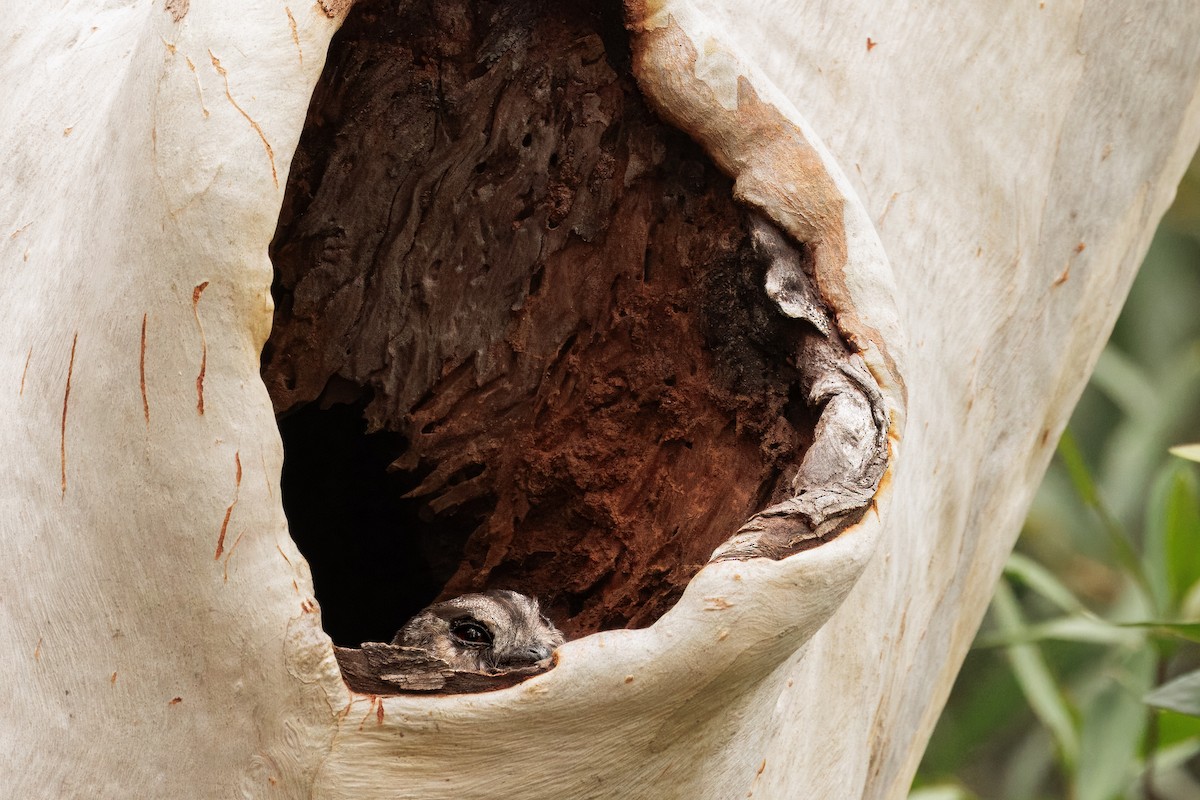 Baumhöhlenschwalm - ML646998394