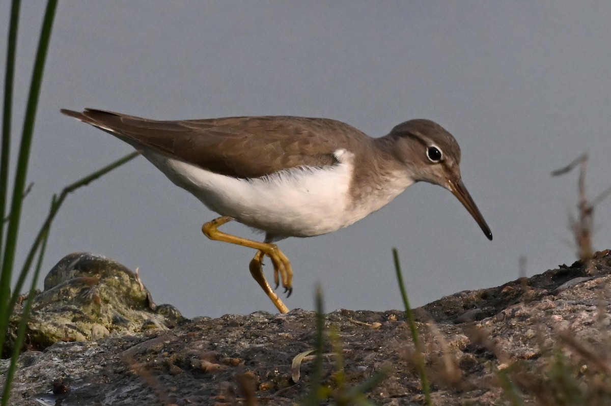 アメリカイソシギ - ML646998395