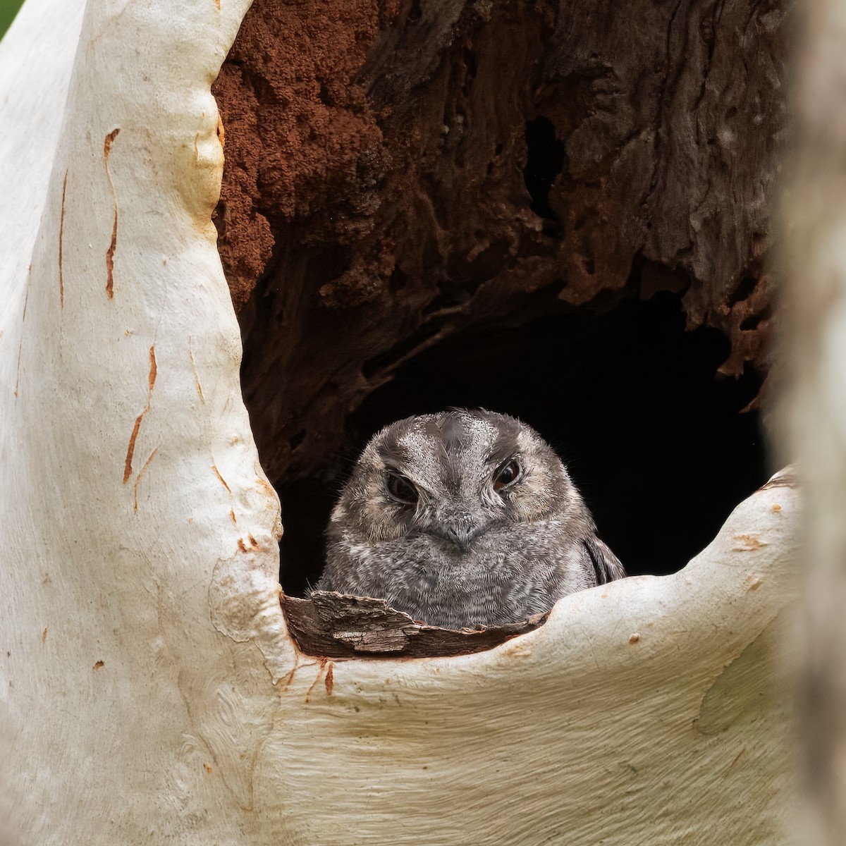 Avustralya Egoteli - ML646998396