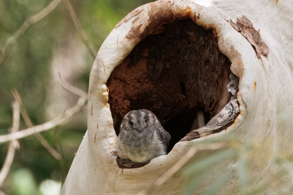 Baumhöhlenschwalm - ML646998397