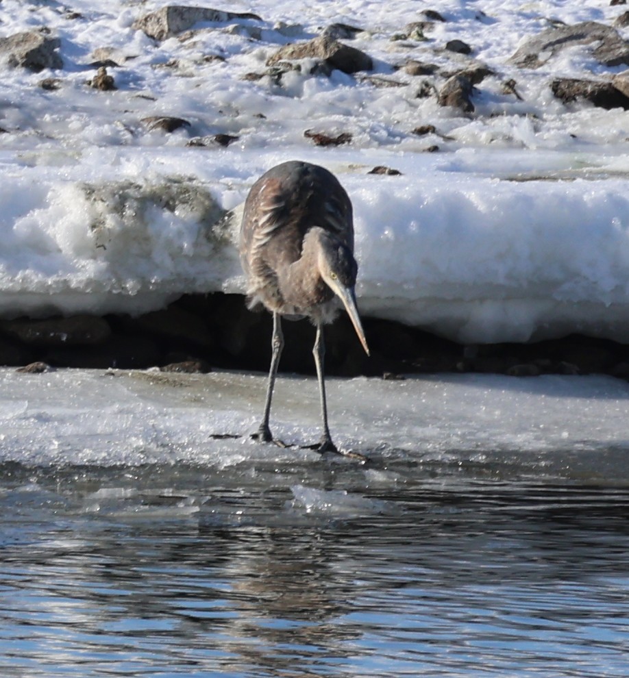 Great Blue Heron - ML646998398