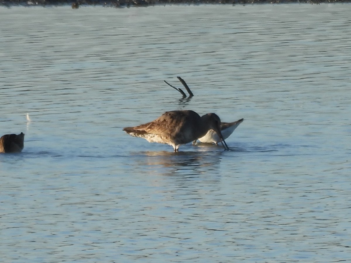 Hudson Çamurçulluğu - ML646998400