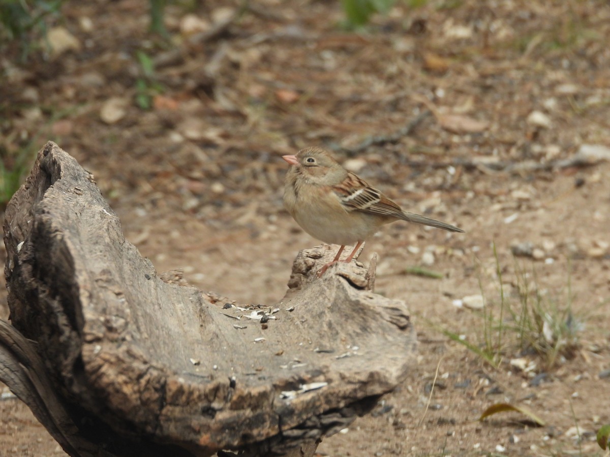 Tarla Serçesi - ML646998404