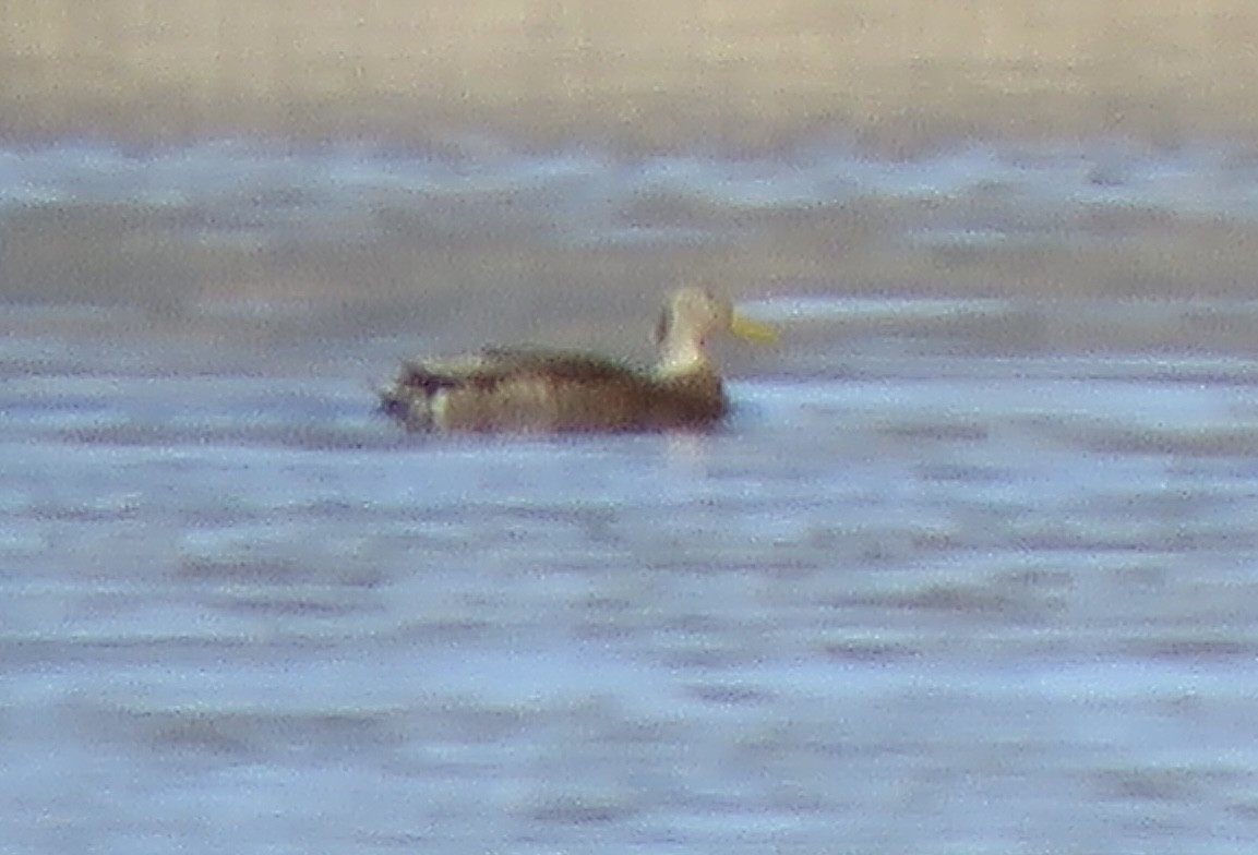 Yeşilbaş x Meksika Ördeği - ML646998405