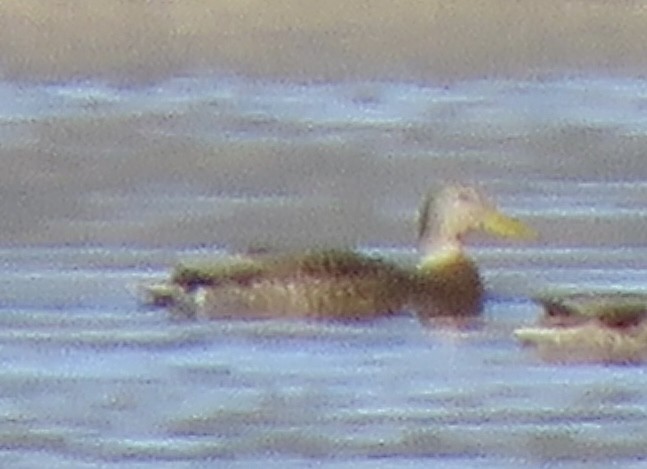 Yeşilbaş x Meksika Ördeği - ML646998406