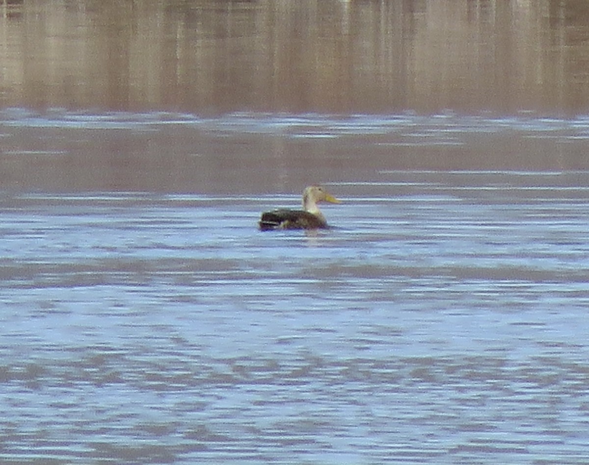 Yeşilbaş x Meksika Ördeği - ML646998407