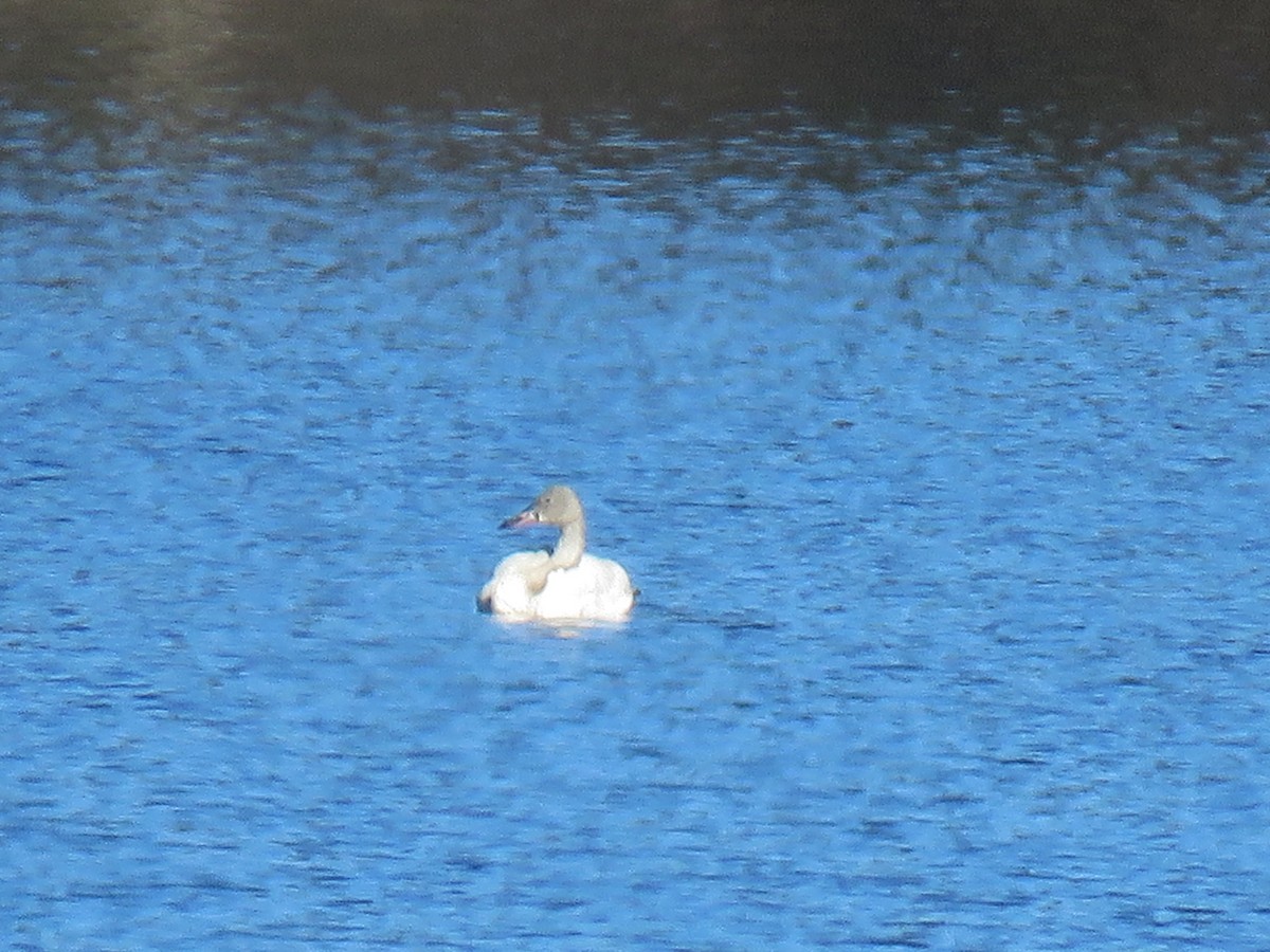 Tundra Swan - ML646998408