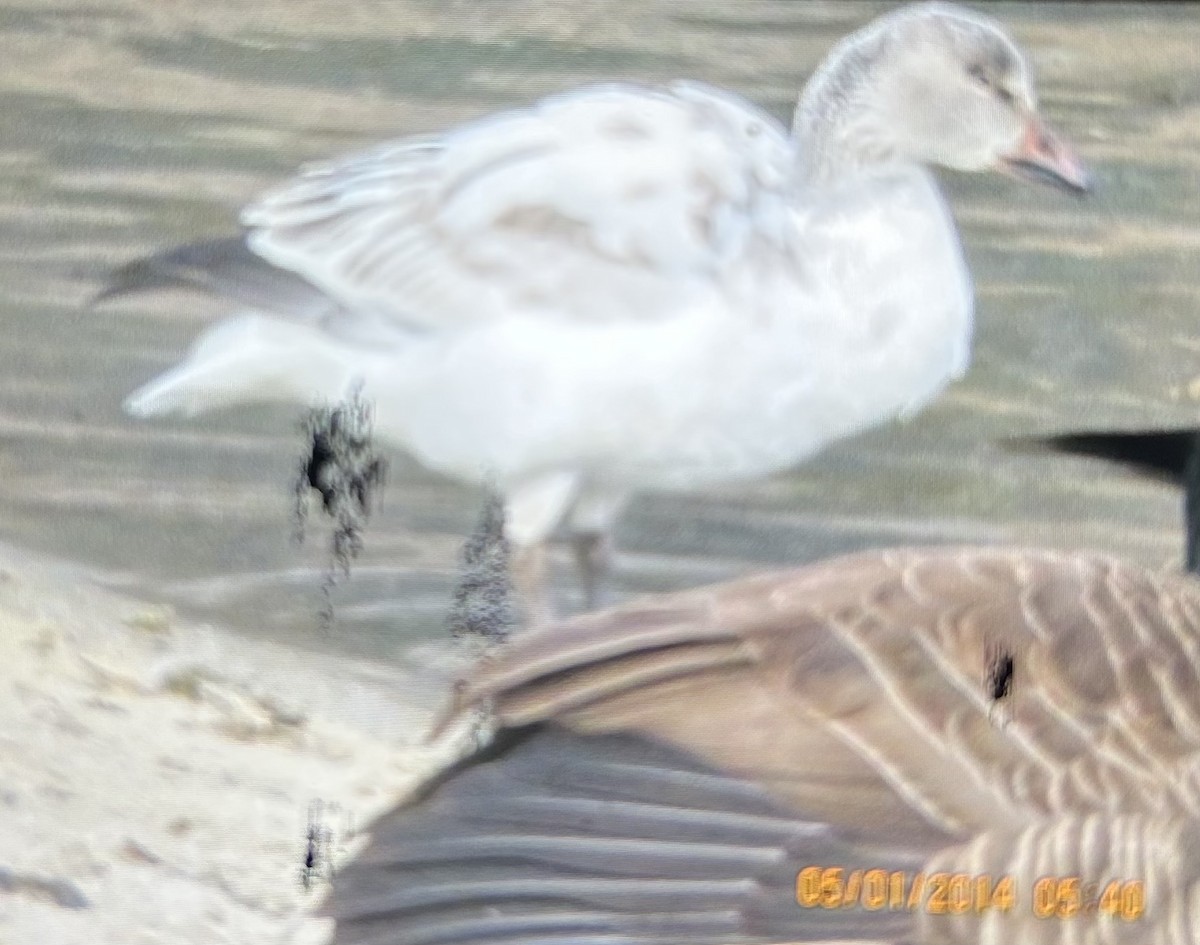 Kar Kazı - ML646998409