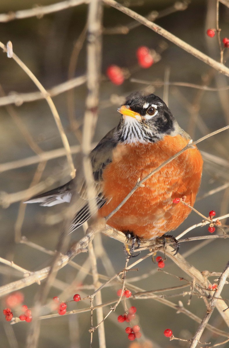 Göçmen Ardıç - ML646998410