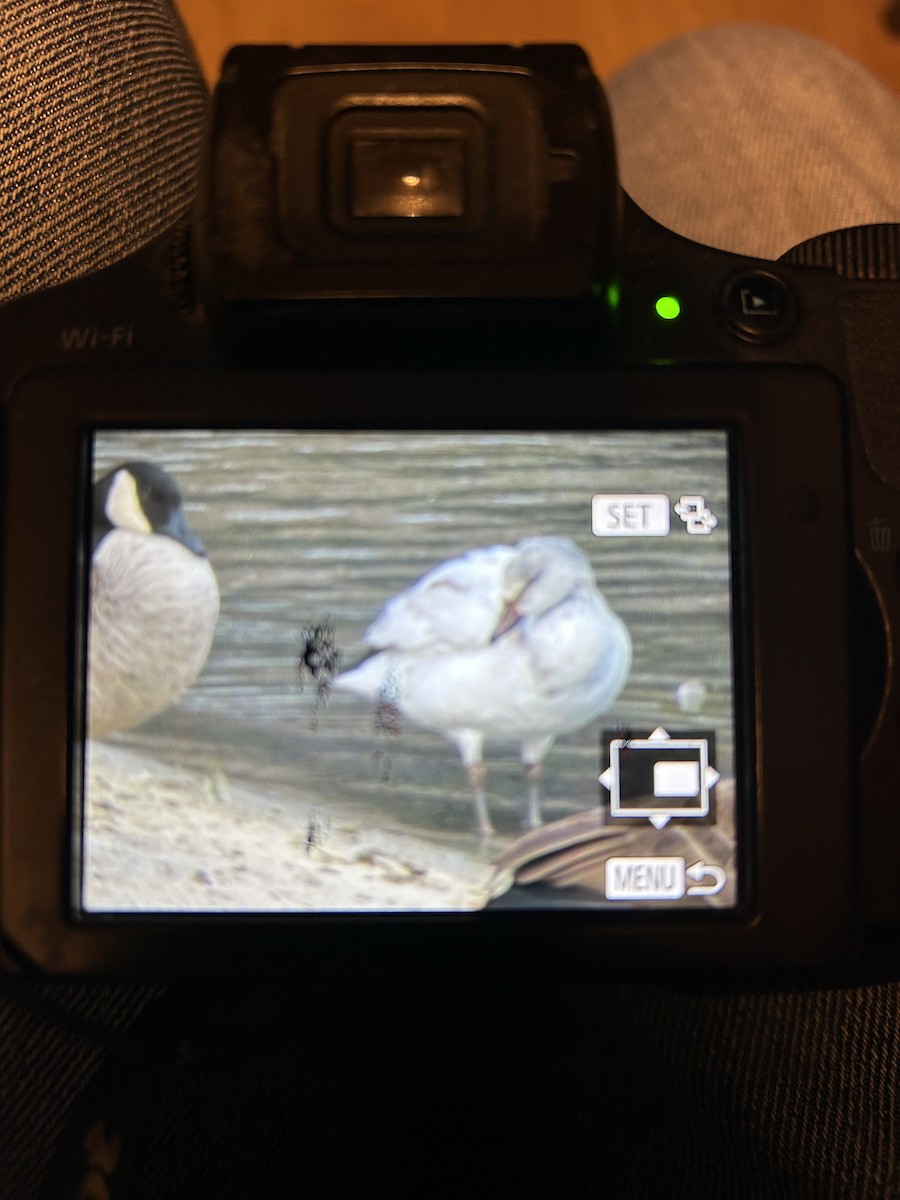 Kar Kazı - ML646998411