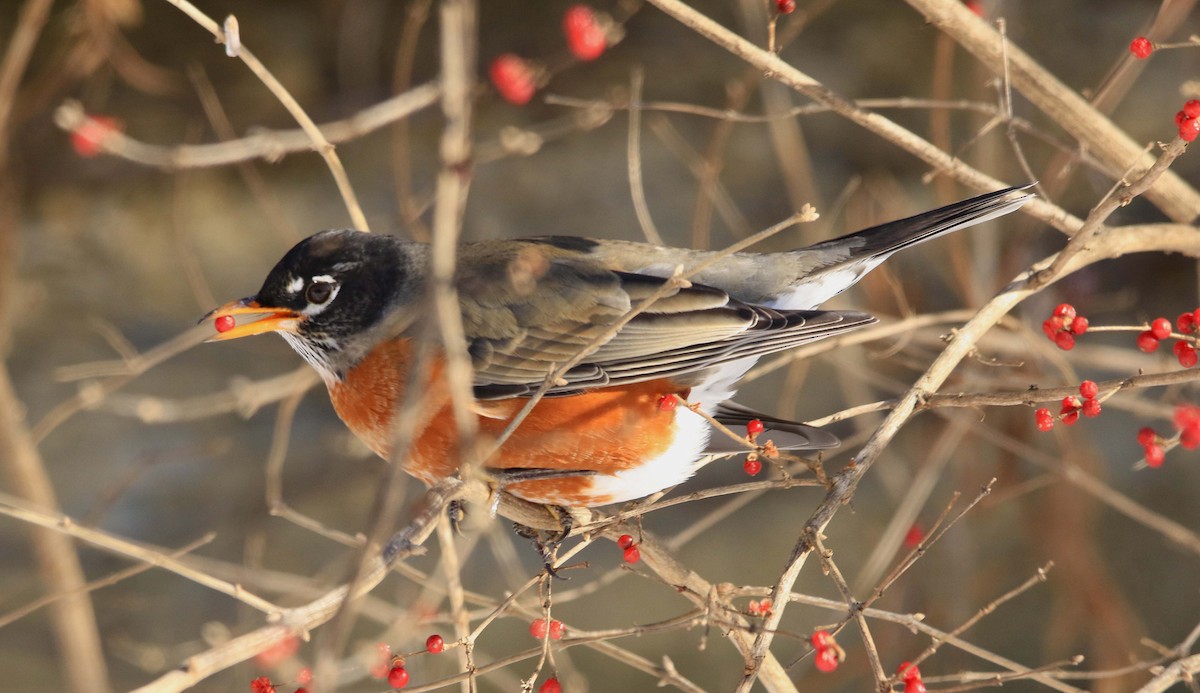Göçmen Ardıç - ML646998412