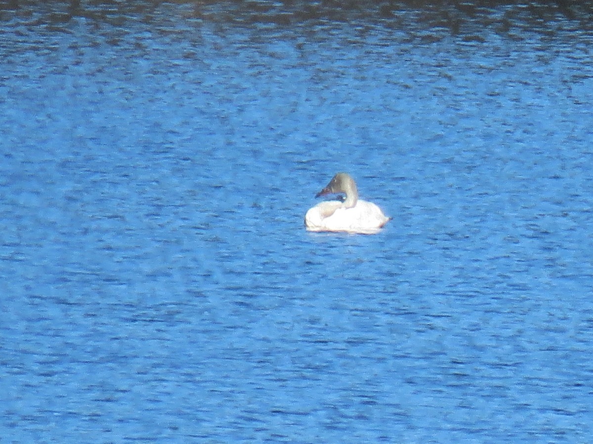 Tundra Swan - ML646998413