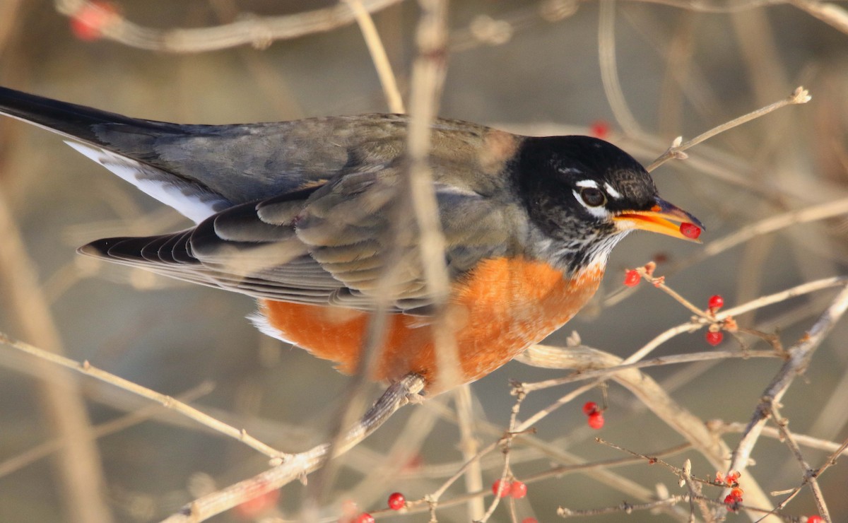 Göçmen Ardıç - ML646998414