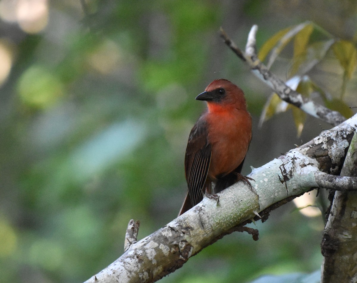 Kırmızı Gerdanlı Karınca Kardinali - ML646998415