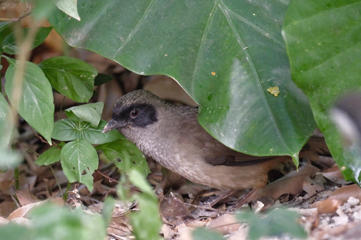 Maskeli Gevezeardıç - ML646998417