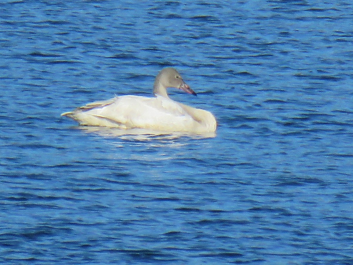 Tundra Swan - ML646998418