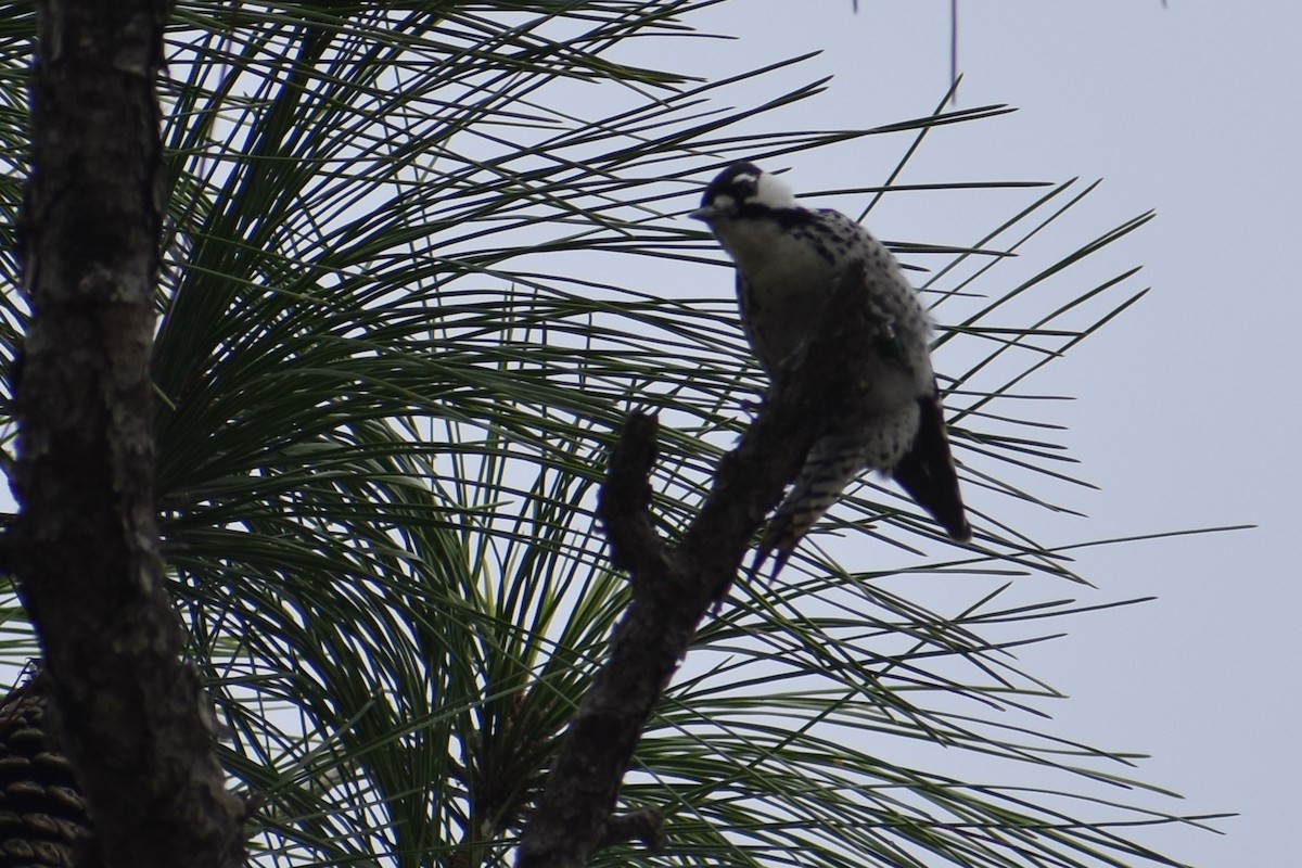 Ak Yanaklı Ağaçkakan - ML646998420