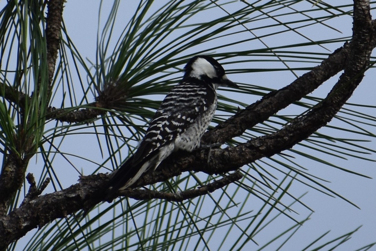 Ak Yanaklı Ağaçkakan - ML646998421