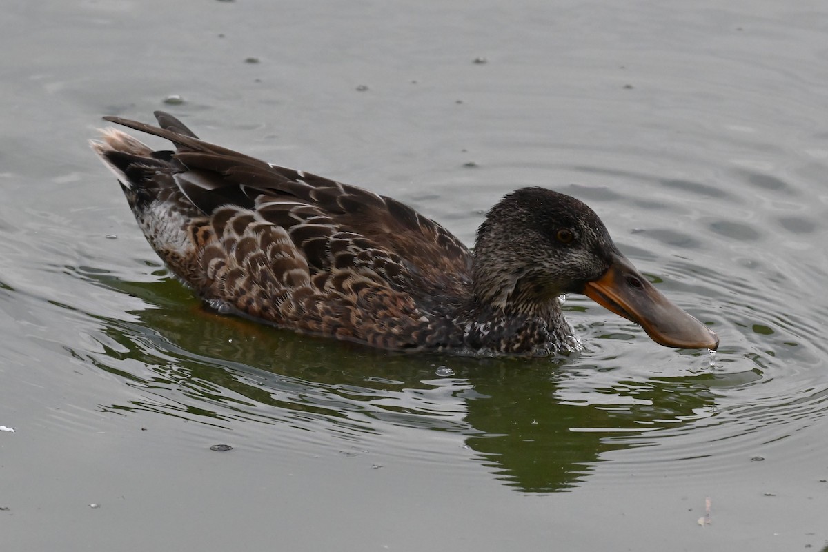 Kaşıkgaga - ML646998422