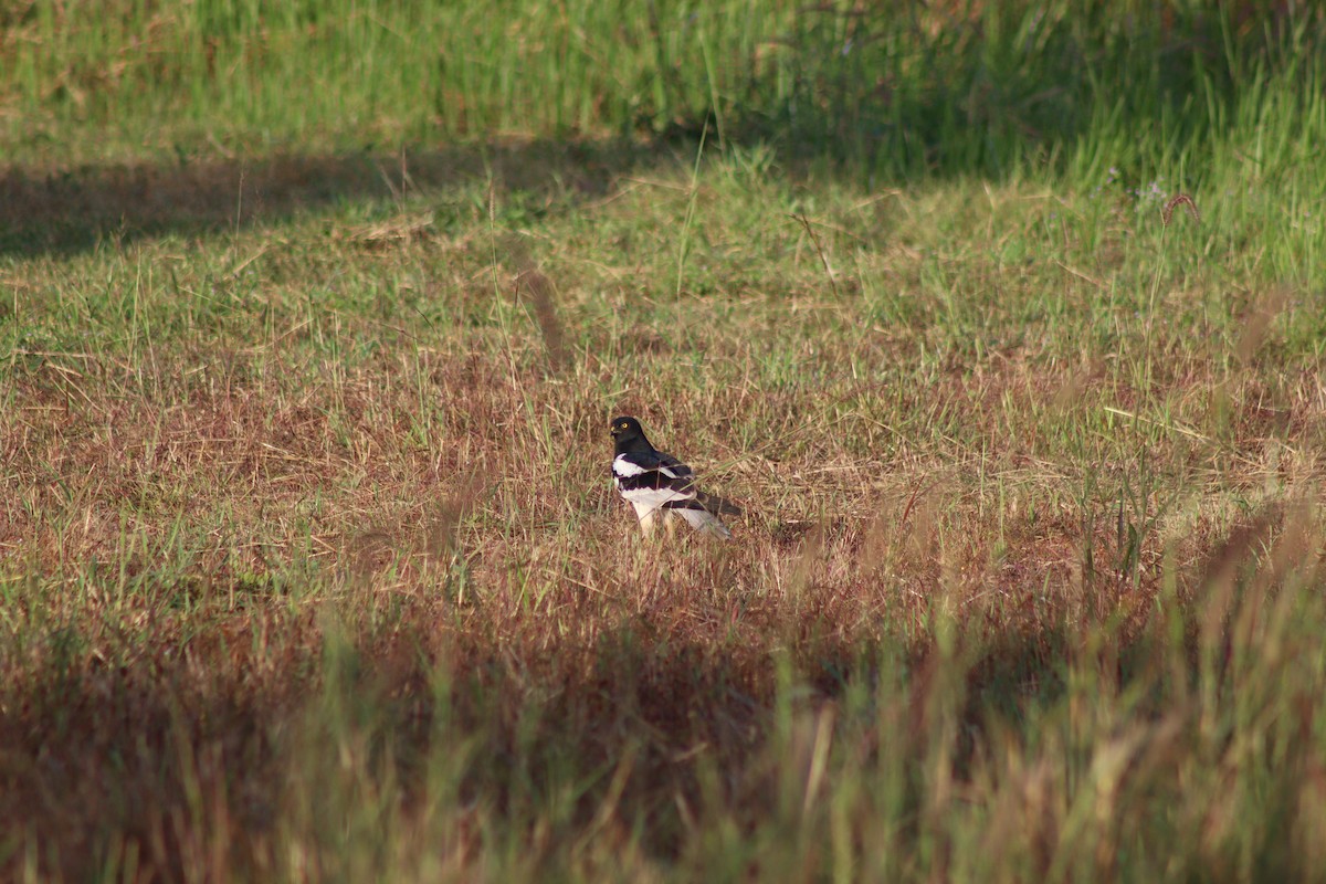 Alaca Delice - ML646998423