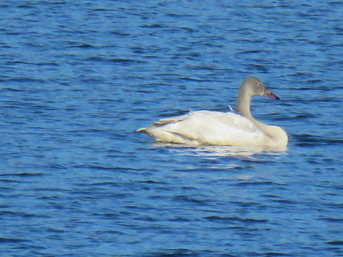 Tundra Swan - ML646998424