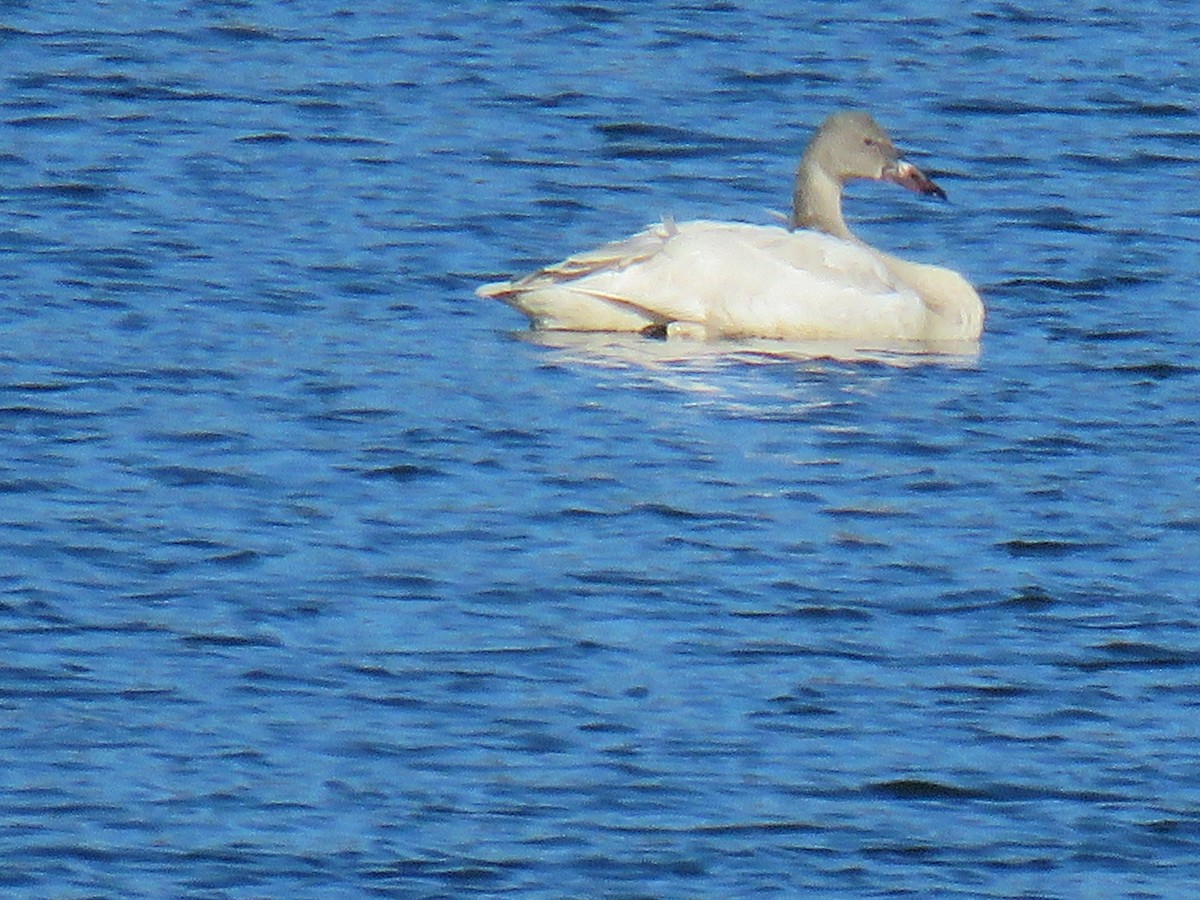 Tundra Swan - ML646998426