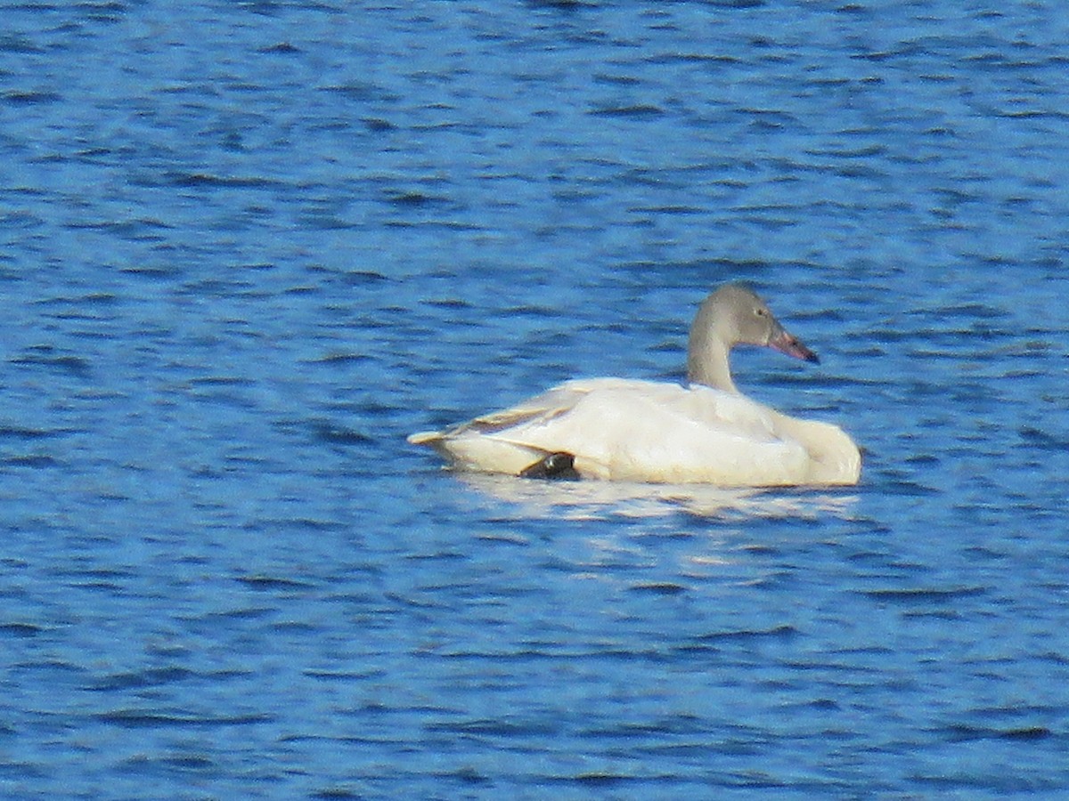 Tundra Swan - ML646998427