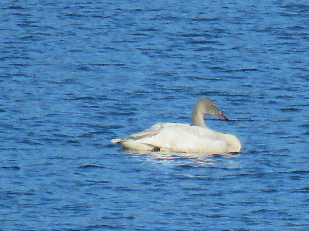 Tundra Swan - ML646998428