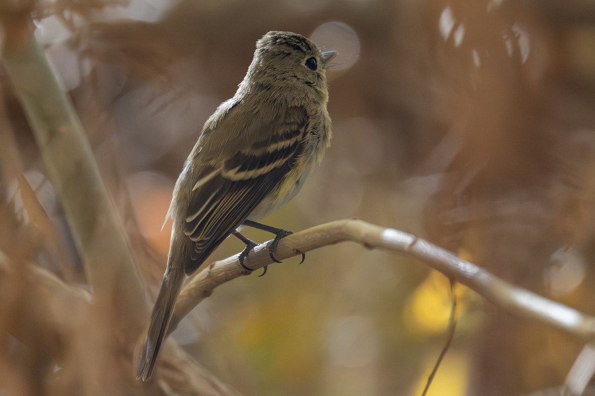 Western Flycatcher - ML646998429