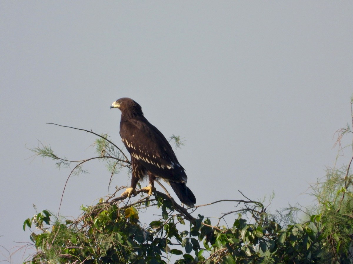 Büyük Orman Kartalı - ML646998430