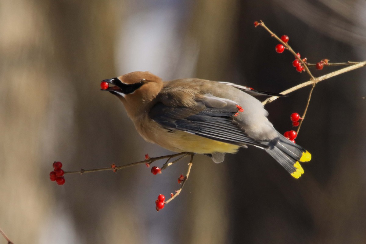 Sedir İpekkuyruğu - ML646998431