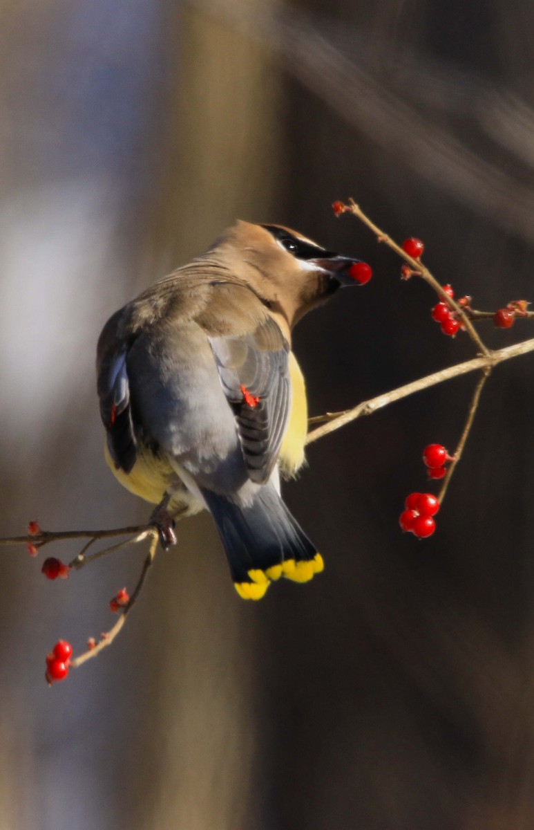 Sedir İpekkuyruğu - ML646998432