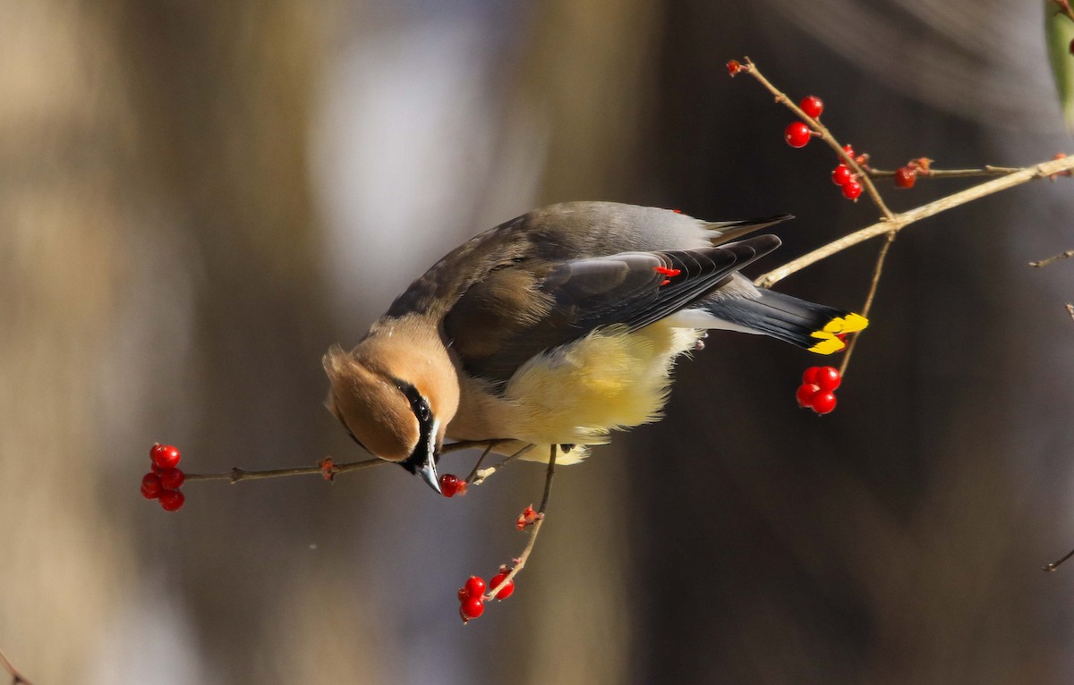 Sedir İpekkuyruğu - ML646998434