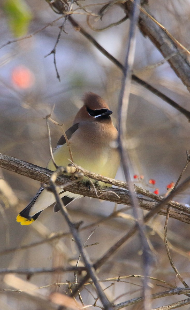 Sedir İpekkuyruğu - ML646998435