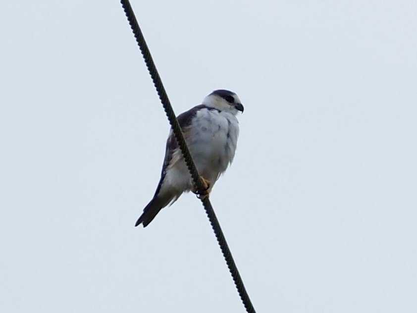 Elanio Enano - ML646998436